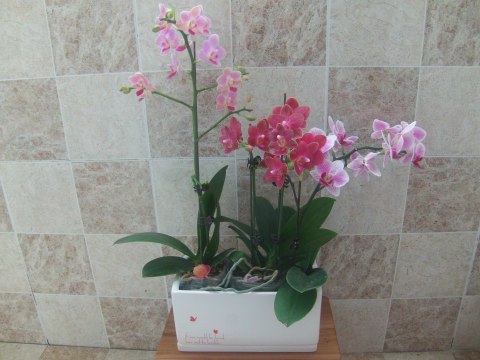 家庭蝴蝶兰的养殖方法和注意事项