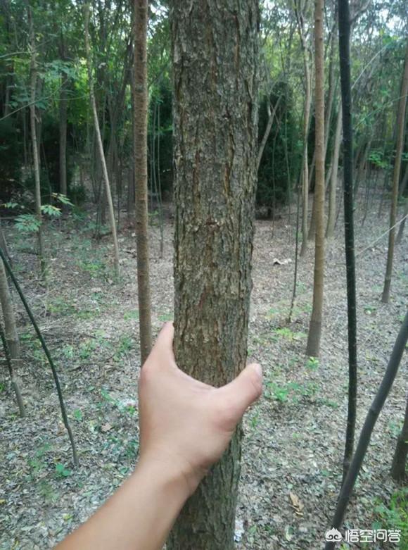 国槐和刺槐(国槐和刺槐的叶子)