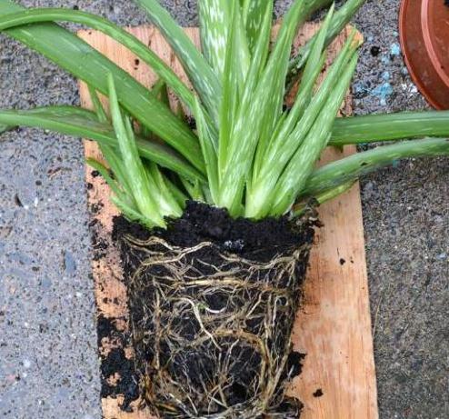 芦荟怎么养（芦荟怎么养才不会死）