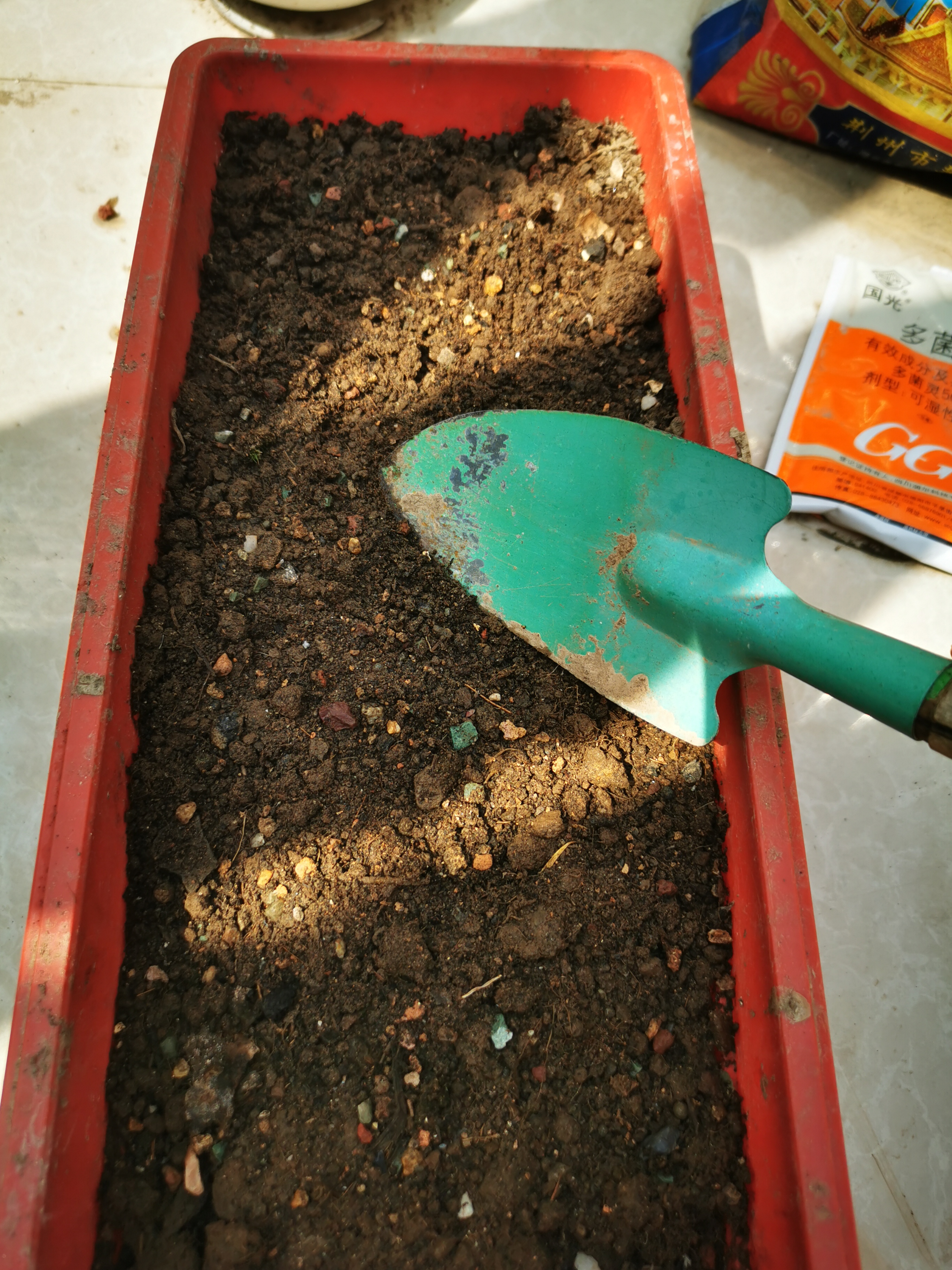 哪里有红枫树苗_红枫树批发价格