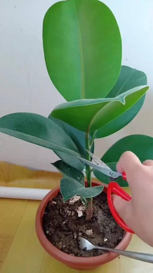 橡皮树摘心图解(橡皮树摘心图解)