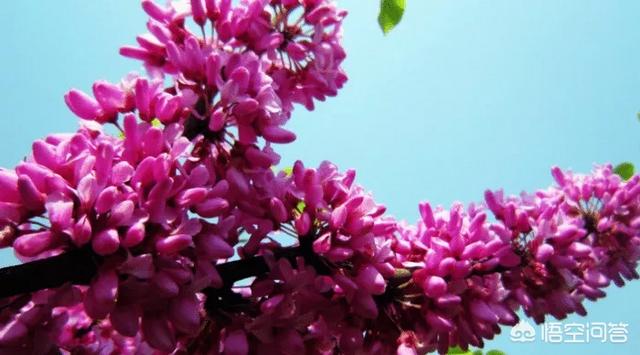 紫荆花图片绘画(紫荆花图片绘画作品)