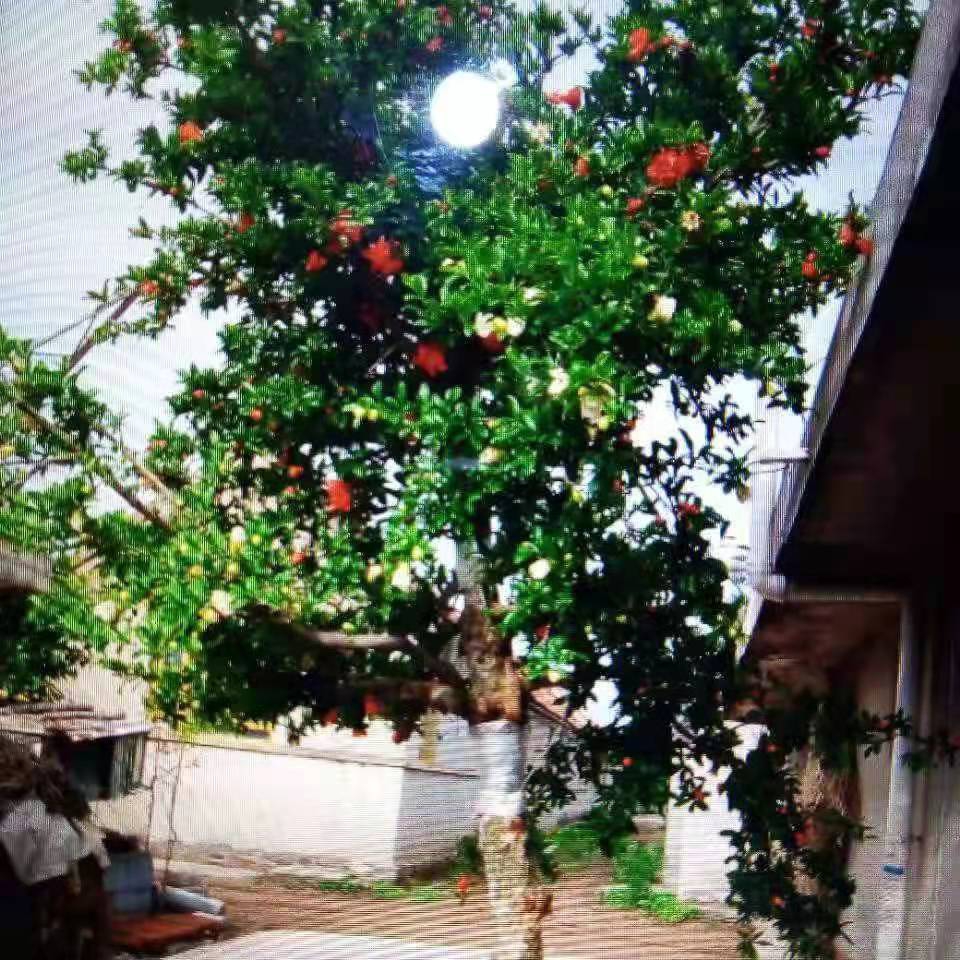 紫薇树价格多少钱一棵_紫薇树价格多少钱一棵呢