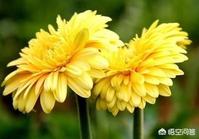 鲜花菊花批发交易市场(鲜花菊花批发交易市场第一个)