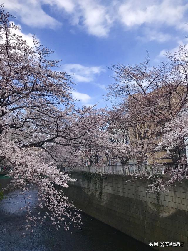 日本晚樱花(日本晚樱花期)