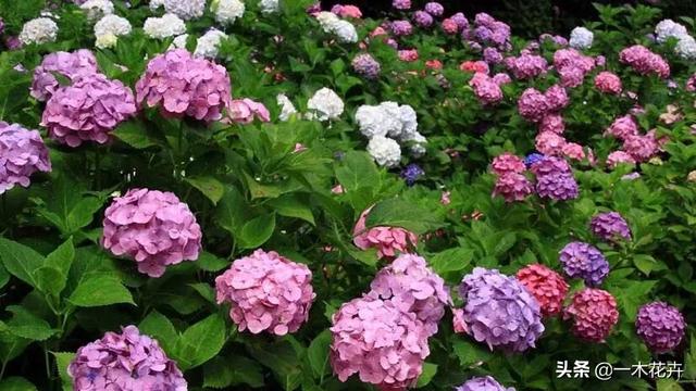 绣球花的寓意和象征风水_绣球花代表什么意思 花语