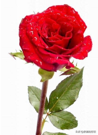 几多玫瑰花代表的含义图片（11 19 33 99朵玫瑰代表什么）