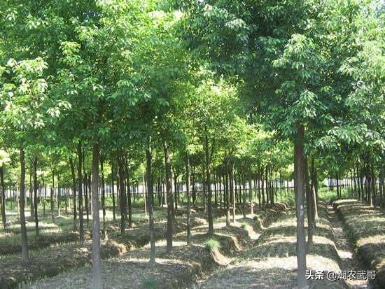 苗木交易网基地(苗木交易中心)