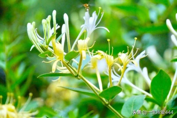 金银花植物图片（金银花植物图片）