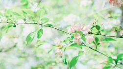 花卉图片唯美(图片大全唯美花卉)