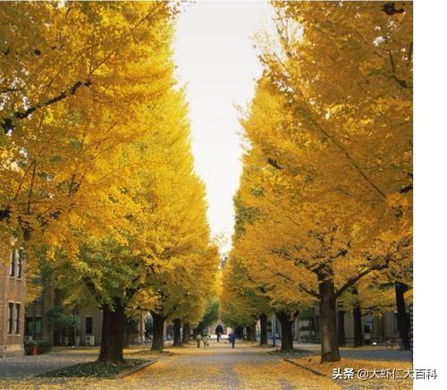 银杏苗木主产基地（银杏苗木主产基地县）