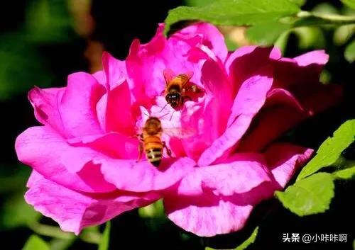 野蔷薇原唱（野蔷薇原唱）_野蔷薇歌曲原唱