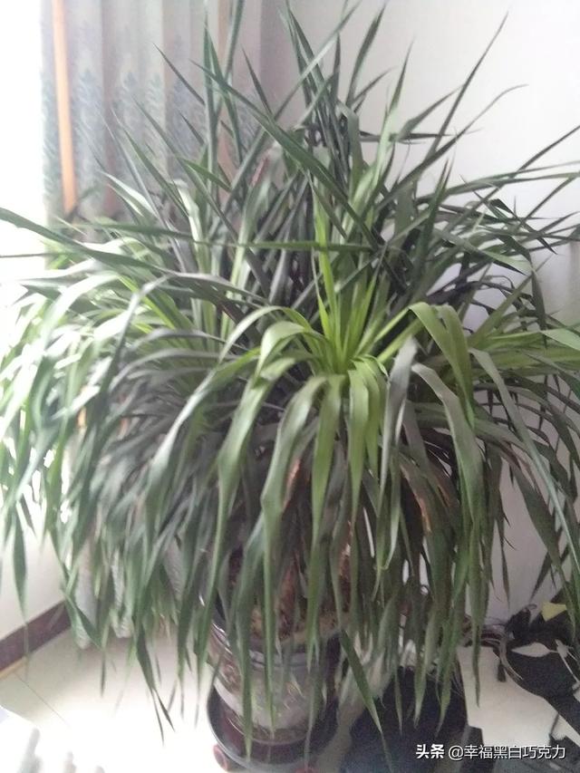 去哪里卖鲜花比较好_哪里买鲜花比较便宜