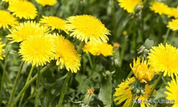 蒲公英花语（蒲公英的花语是什么）