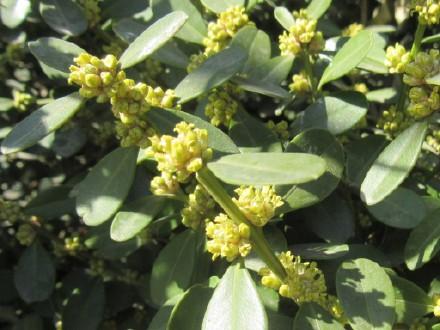 小叶黄杨球是乔木还是灌木(小叶黄杨球是灌木还是乔木)