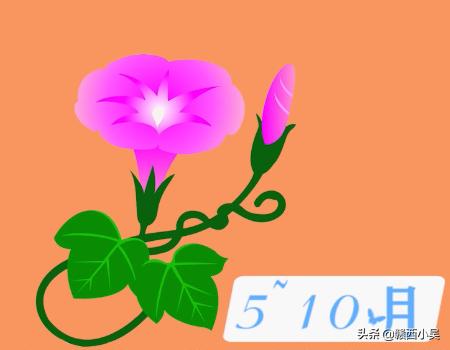 喇叭花是什么季节开的（喇叭花是什么季节开的）