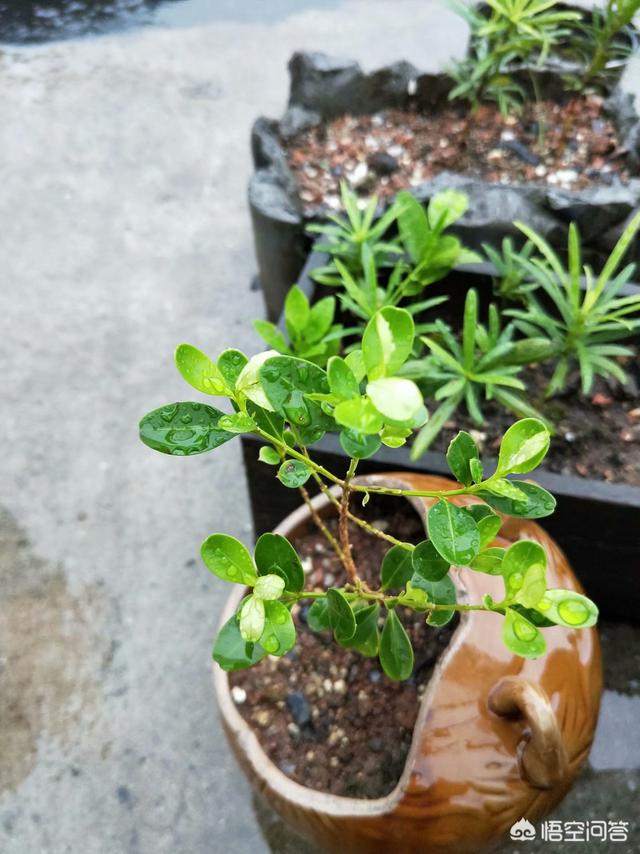 养花知识网站（养花知识网站）