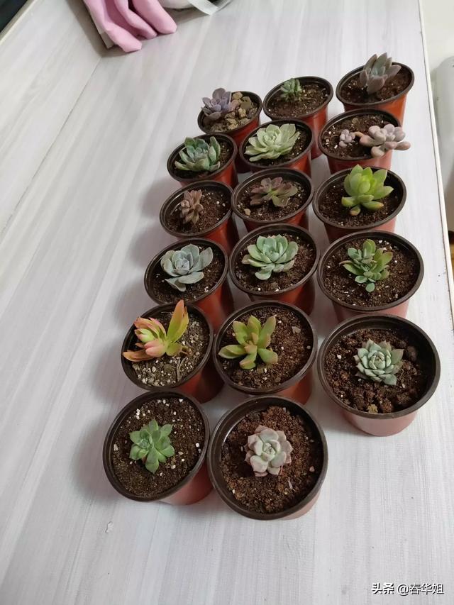 秋天种什么花比较适合（秋天种什么花比较适合完成难度）