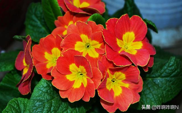 春天开的是什么花有哪些（春天开的花是什么花有些什么花）