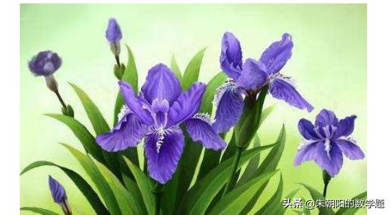 春天有什么花开图片