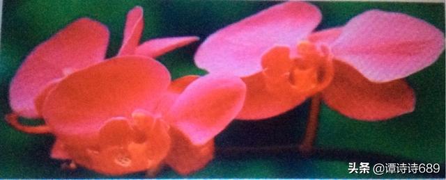 蝴蝶兰的花语和寓意白色（白色蝴蝶兰的花语和寓意）