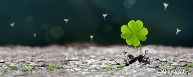 四叶草的花语和象征