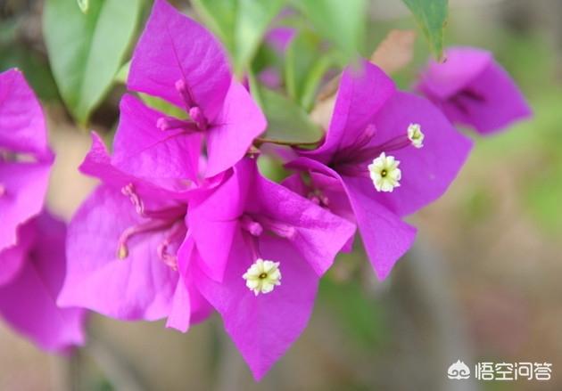 三角梅的饲养方法_三角梅的养殖技术