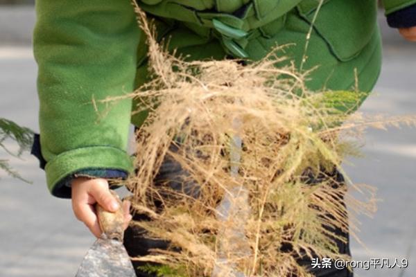 文竹养殖注意事项(文竹的养殖方法和注意事项实践案例)