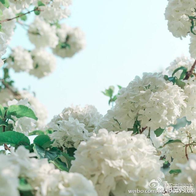 最美的花朵(最美的花朵)_最美的花朵有哪些