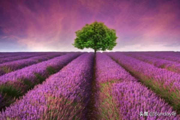 薰衣草花语图片（薰衣草花语图片配图）