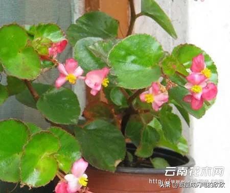 海棠花照片高清图片（海棠花图片 唯美 手绘 简单）