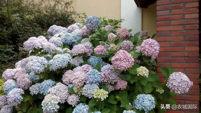 绣球花图片高清（绣球花图片高清图片）