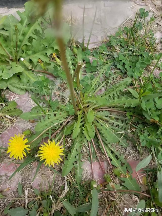 蒲公英的传播种子的方法_蒲公英怎样传播种子的方法