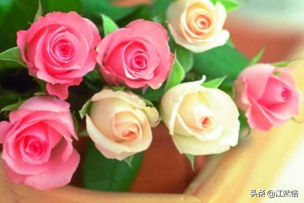 送女生11朵玫瑰代表什么(送女生11朵玫瑰代表什么意思)