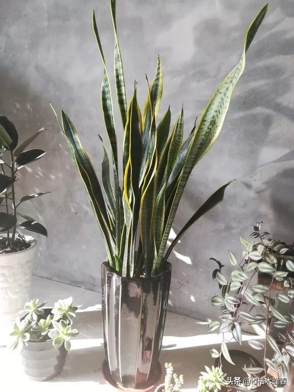 虎尾兰和虎皮兰的区别（虎尾兰和虎皮兰的区别）