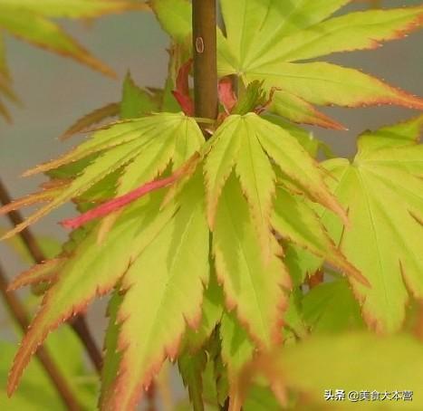 品种最好的日本红枫(品种最好的日本红枫是哪种)