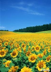 向日葵最浪漫的花语_向日葵的花语经典句子