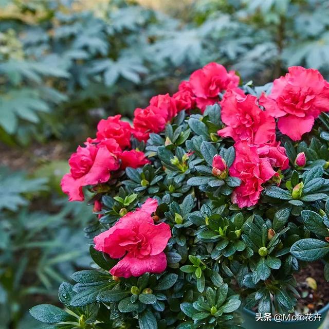 杜鹃花喜欢阳光吗（杜鹃花喜欢阳光吗）