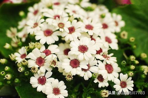 鲜花钱花束图片大全（鲜花钱花束图片大全花草类）