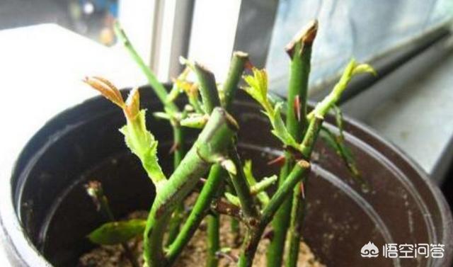 月季花啥时候扦插最好_月季花什么时候扦插如何扦插