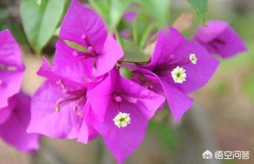 南方三角梅花期(南方三角梅勤花顺序)