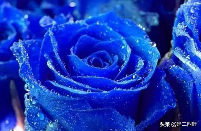蓝玫瑰花语每朵代表什么意思