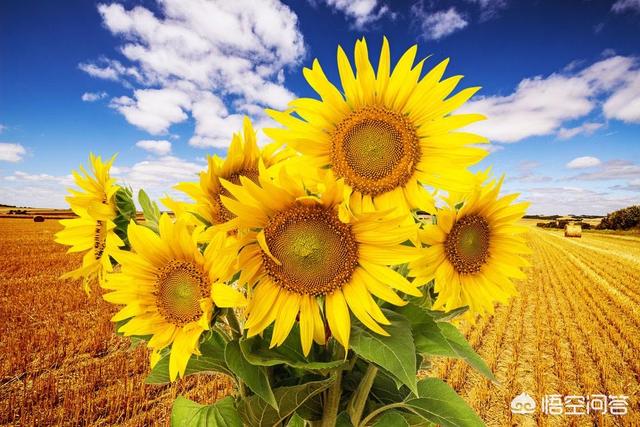 向日葵励志花语图片（向日葵励志的花语）