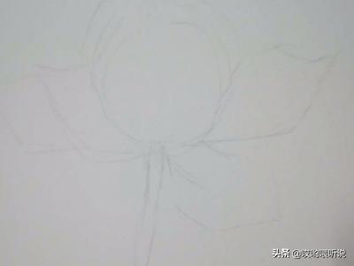 荷花图片大全手绘（手绘荷花图片大全）