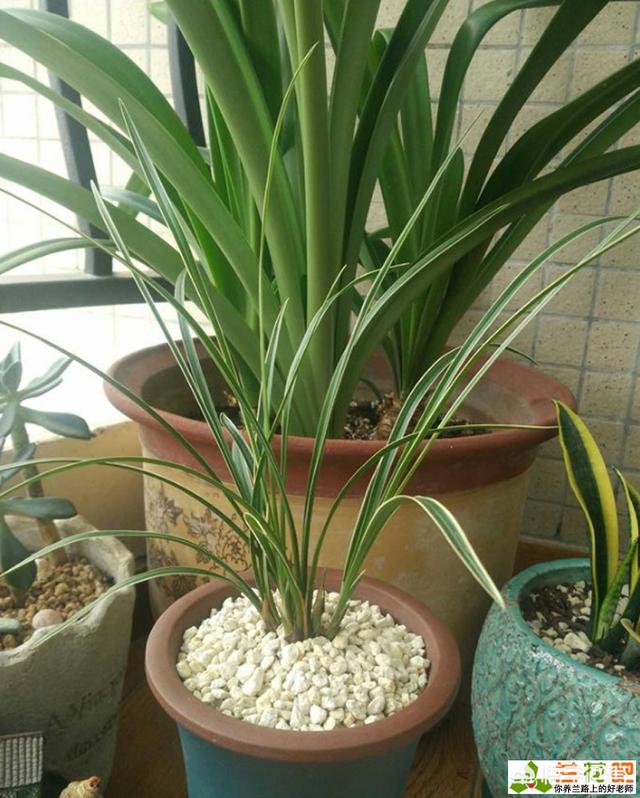 兰花要怎么养才能长得比较好