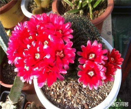 仙人球花的作用与功效(仙人球花的功效与作用及食用方法)