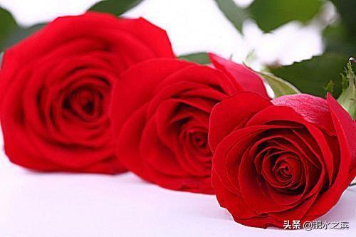 5朵玫瑰花代表什么爱情意思（5朵玫瑰花代表什么爱情意思啊）