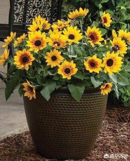 夏天花期长的花有哪些_夏天开花花期长