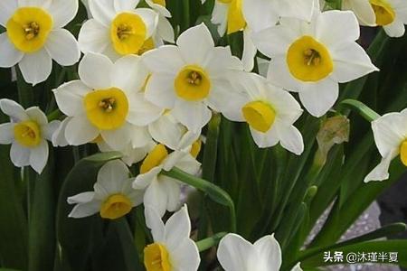 500种鲜花花语(鲜花花语及禁忌)