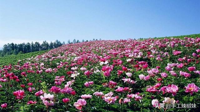 花怎么保存的时间长（花店一束玫瑰花大概多少钱）